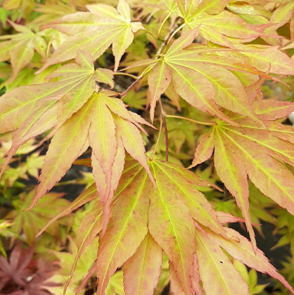 Lutescens – Image 2