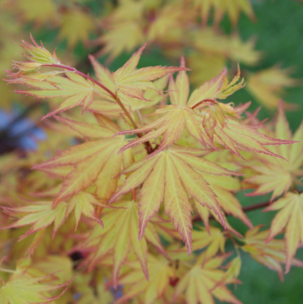Orange Dream – Image 4