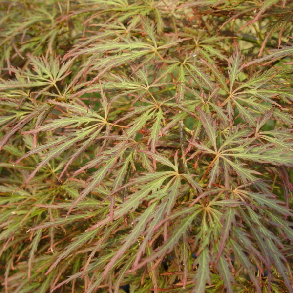 Ornatum – Image 5