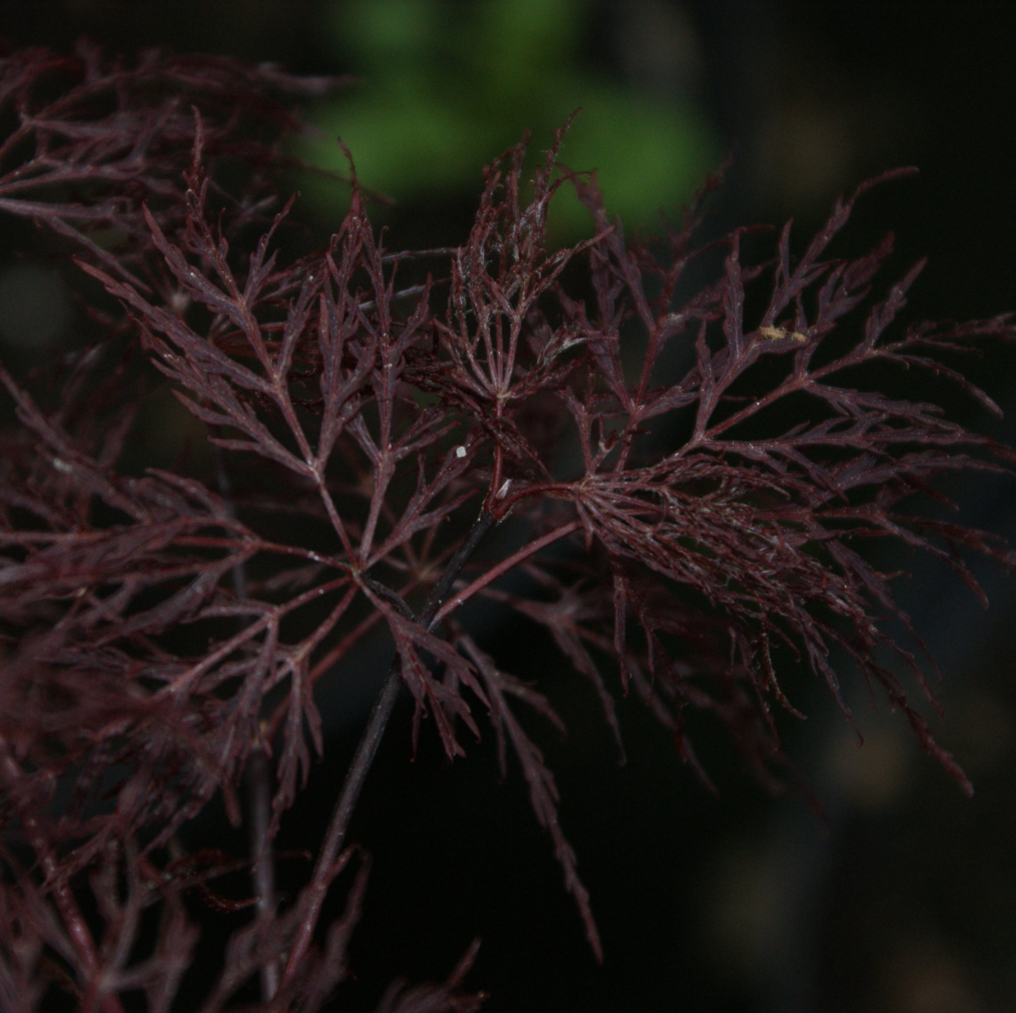 Red Filigree Lace Pépinières Choteau