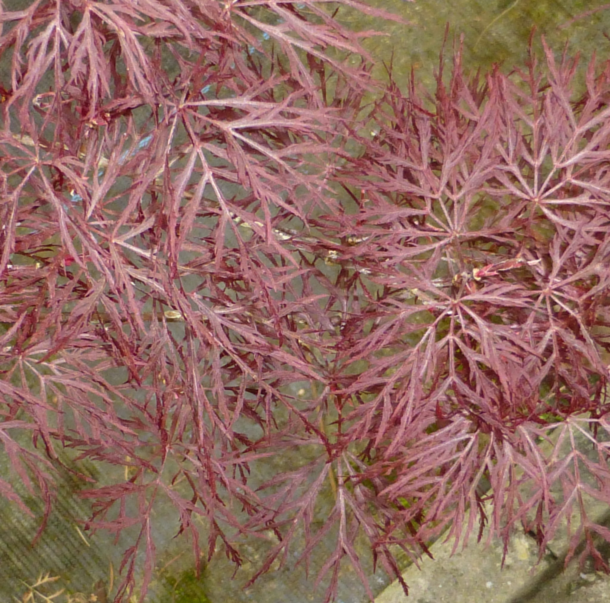 Red Filigree Lace – Pépinières Choteau
