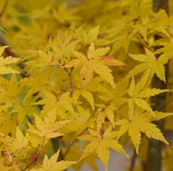 Red Wood – Image 3