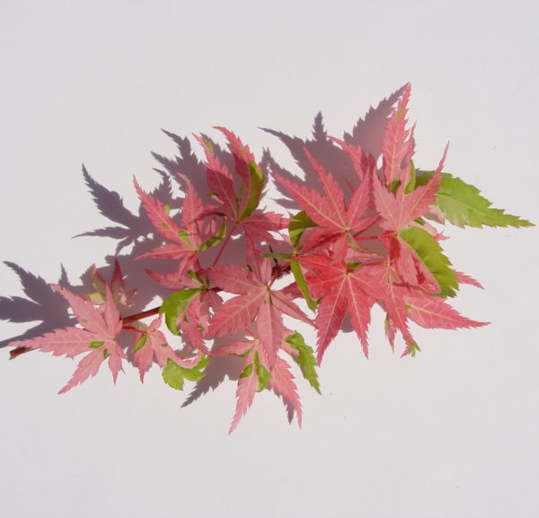 Rokugatsuen nishiki – Image 3