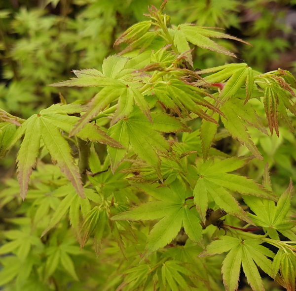 Saiho – Image 2
