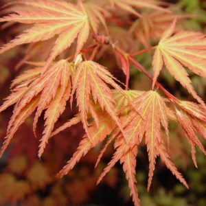Sazanami