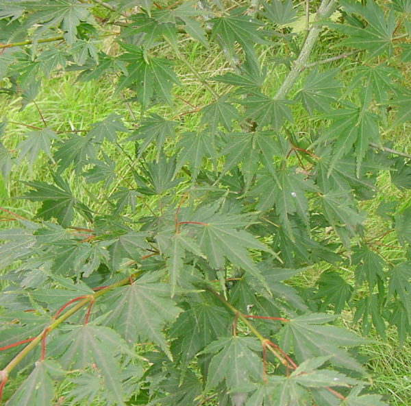 Sazanami – Image 3