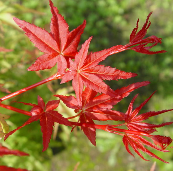 Seigen – Image 4