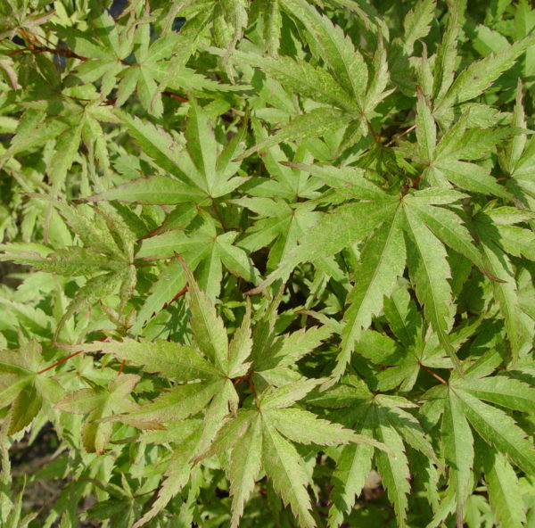 Seigen – Image 5