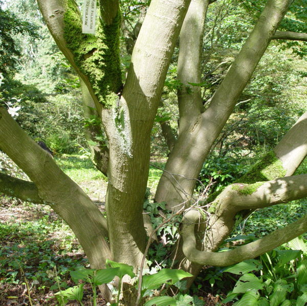 Shigitatsu sawa – Image 3