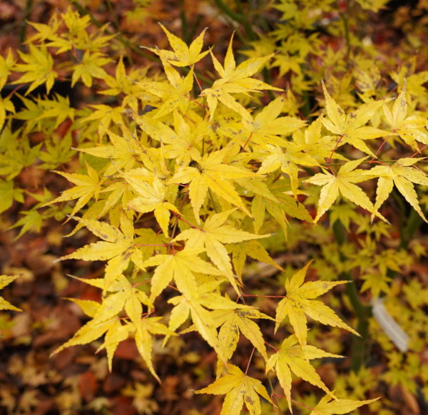 Shimo furi nishiki – Image 5