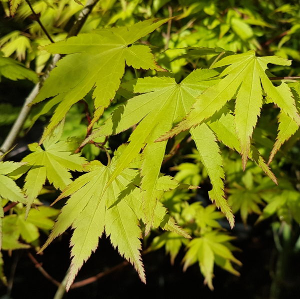 Summer Gold