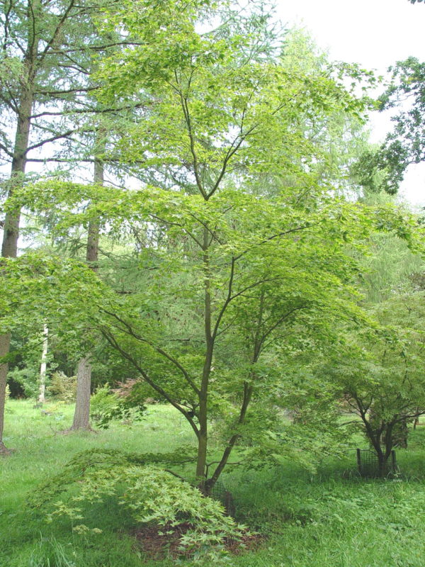 Tana – Image 3