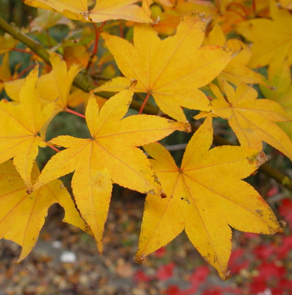 Utsu semi – Image 4