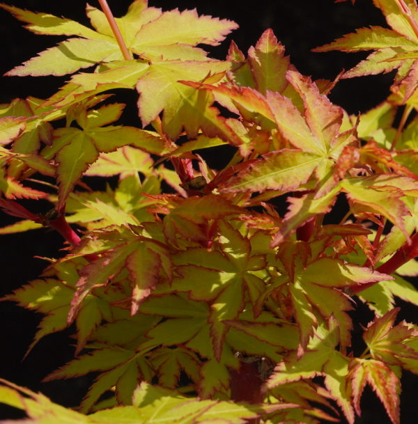 Winter Flame