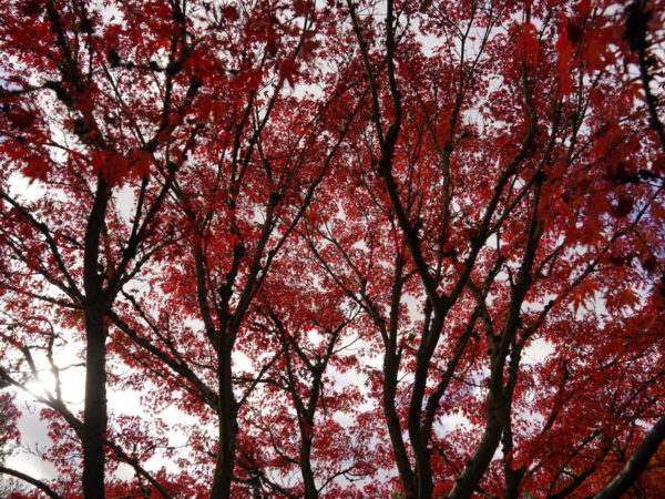 Wou nishiki – Image 5