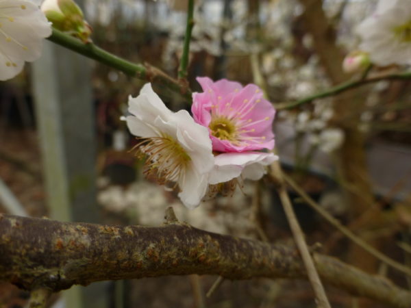 mume Omoi no mama – Image 3