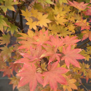 Ogi tsumagaki