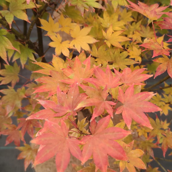 Ogi tsumagaki