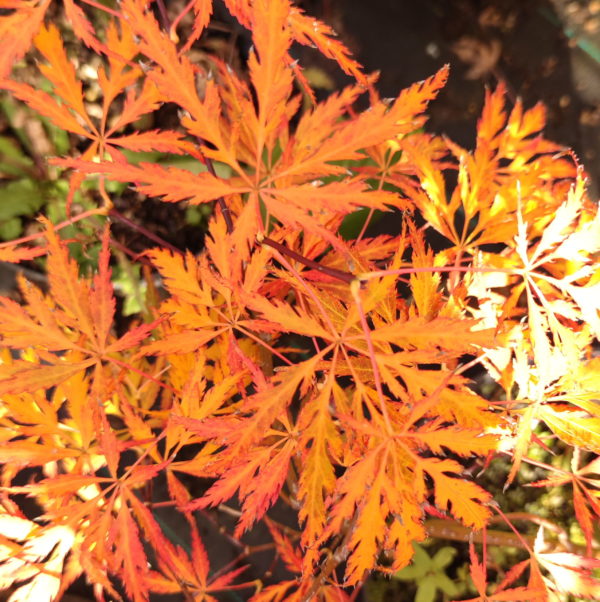Pendula angustilobum