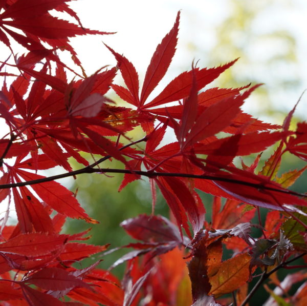 Raigo ji – Image 2