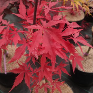 Raigo ji