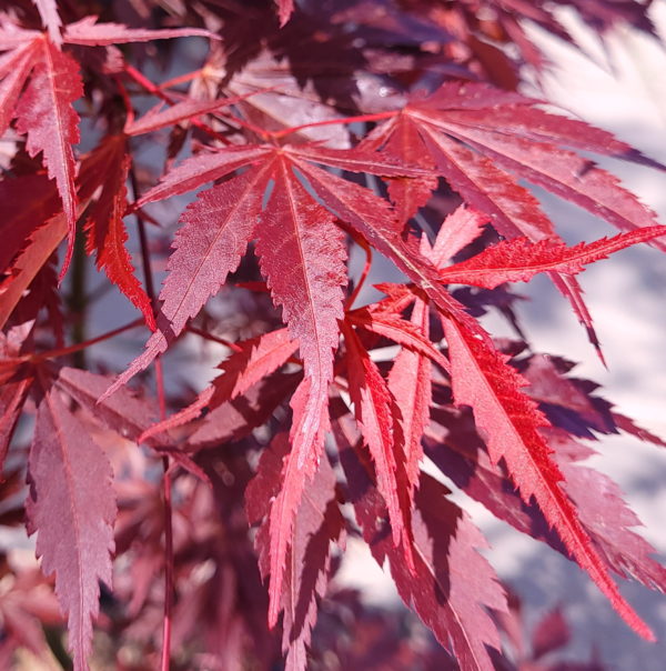 Rainbow Red – Image 2