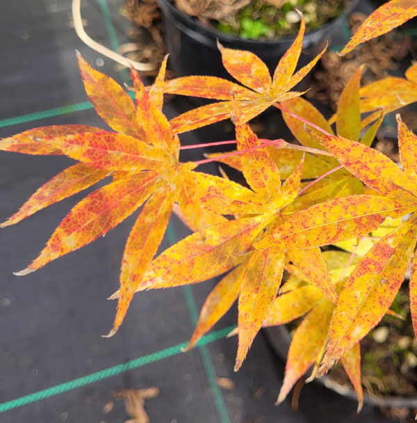 Westonbirt Orange – Image 3