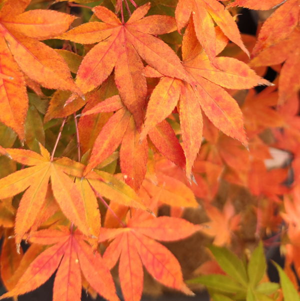Westonbirt Orange