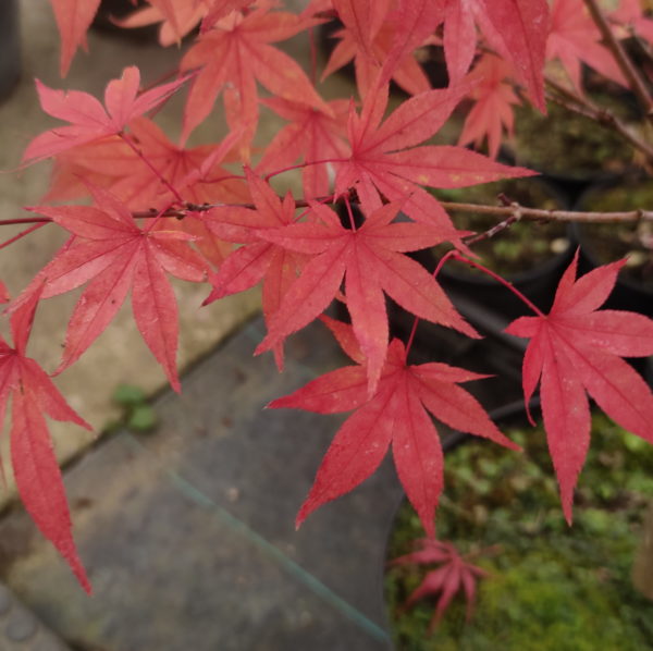 Westonbirt Orange – Image 2
