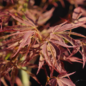 Manyo no sato