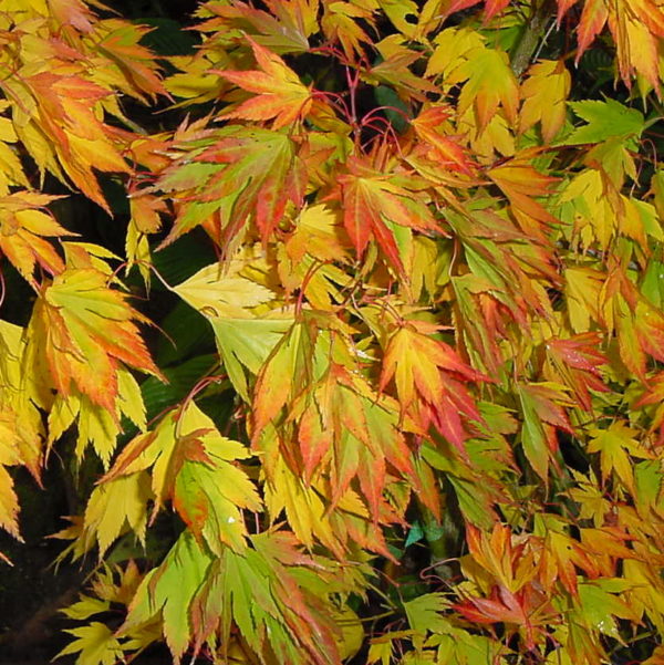 Matsuyoi – Image 3