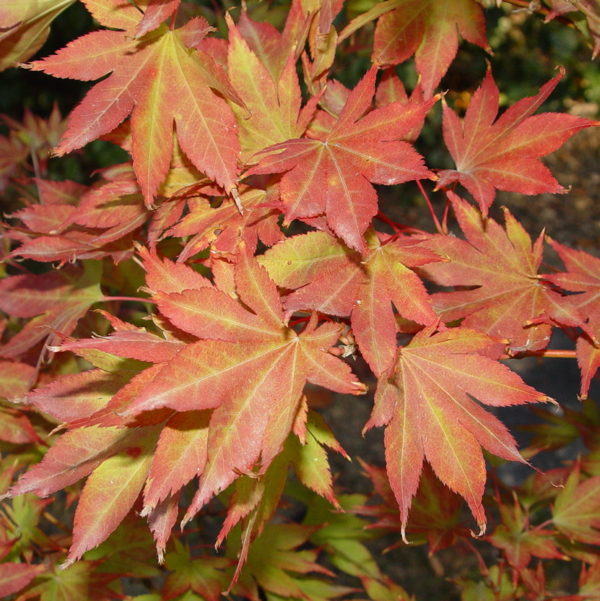 Matsuyoi – Image 4
