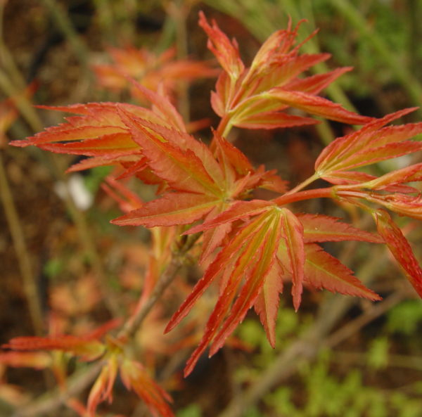 Momoiro koyasan – Image 3