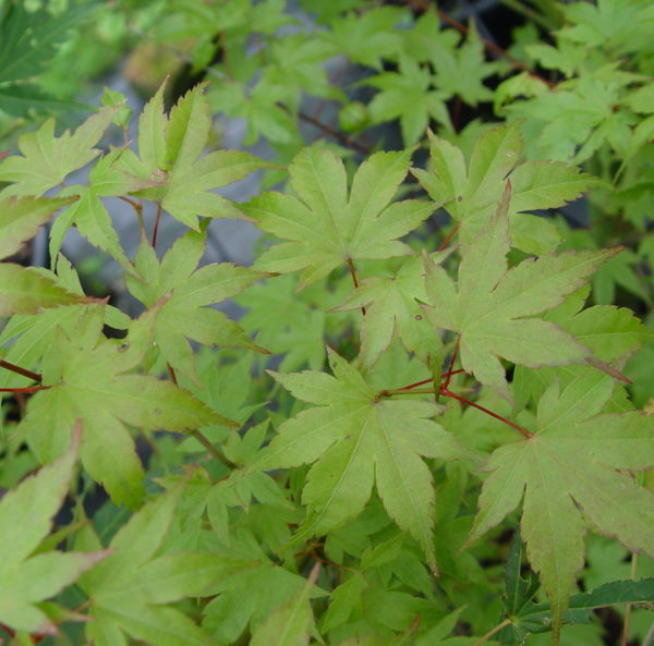 Momoiro koyasan – Image 4