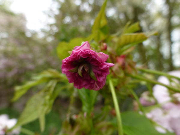 Hydori zakura – Image 10
