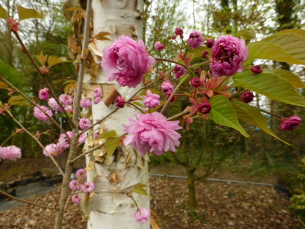 Hydori zakura – Image 9