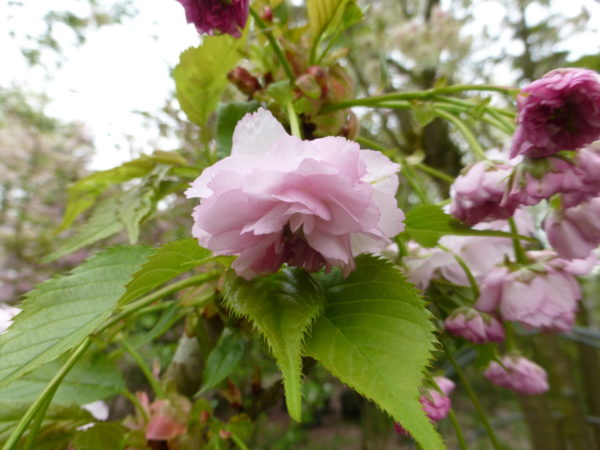 Hydori zakura – Image 8