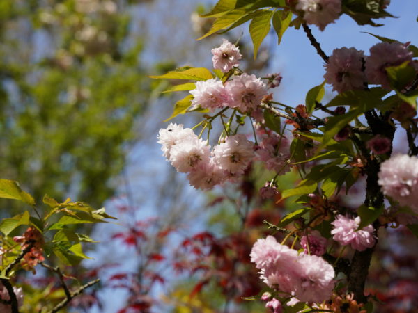 Hydori zakura – Image 6