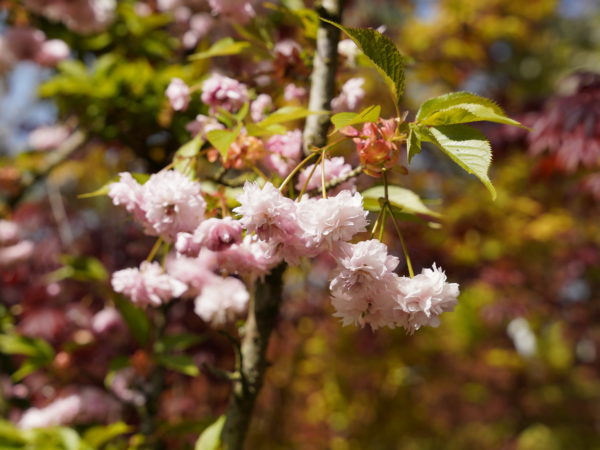 Hydori zakura – Image 5