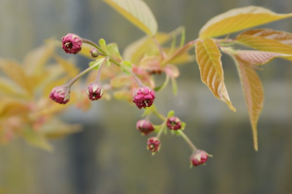 Hydori zakura – Image 4