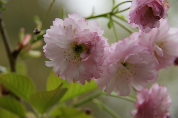 Hydori zakura – Image 3