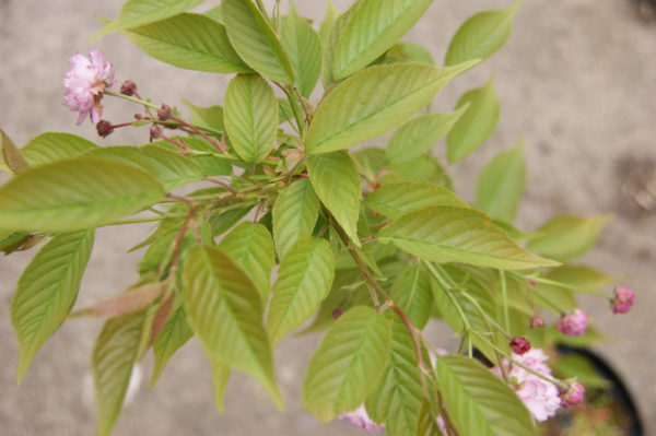 Hydori zakura – Image 2