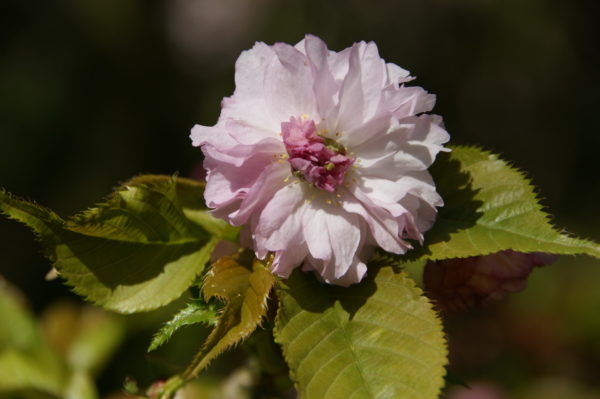 Hydori zakura