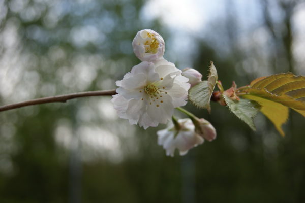 Matsumae-oshio – Image 3
