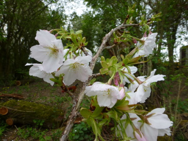 Tora-no-o – Image 4