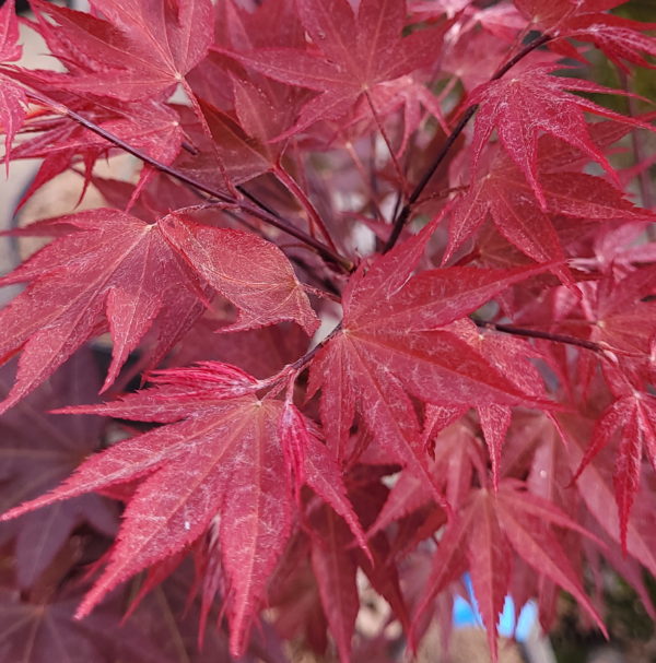 Going Red