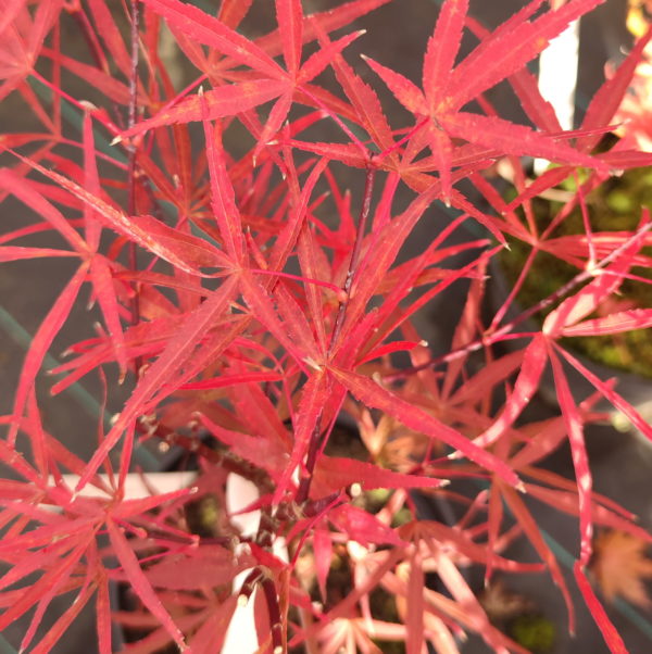 Red Bamboo