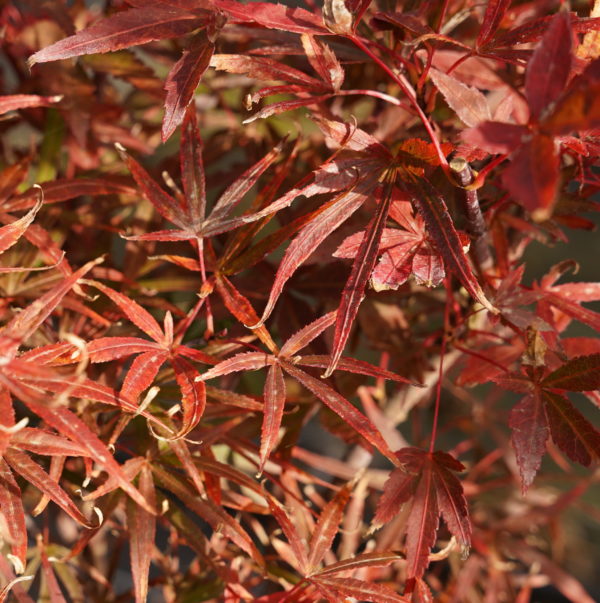 Red Planet