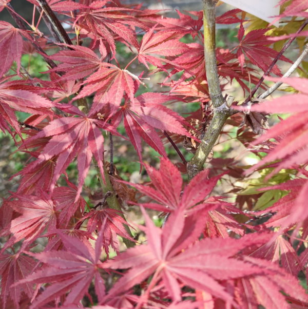 Sherwood Flame – Image 2