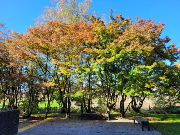 Palmatum – Image 2